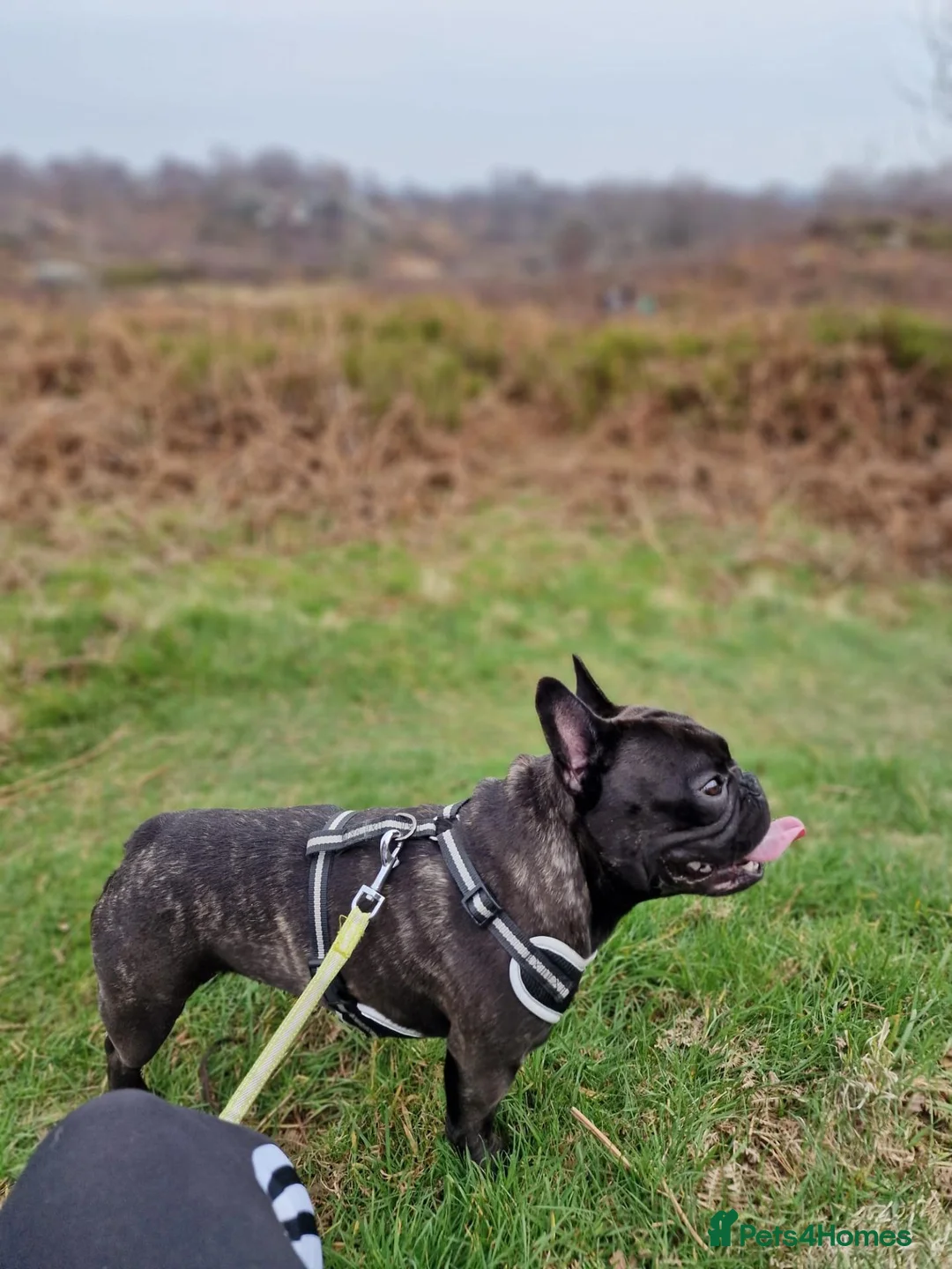 French Bulldog dogs for sale: Rocky - French Bulldog - For sale in Halifax - Advert 1