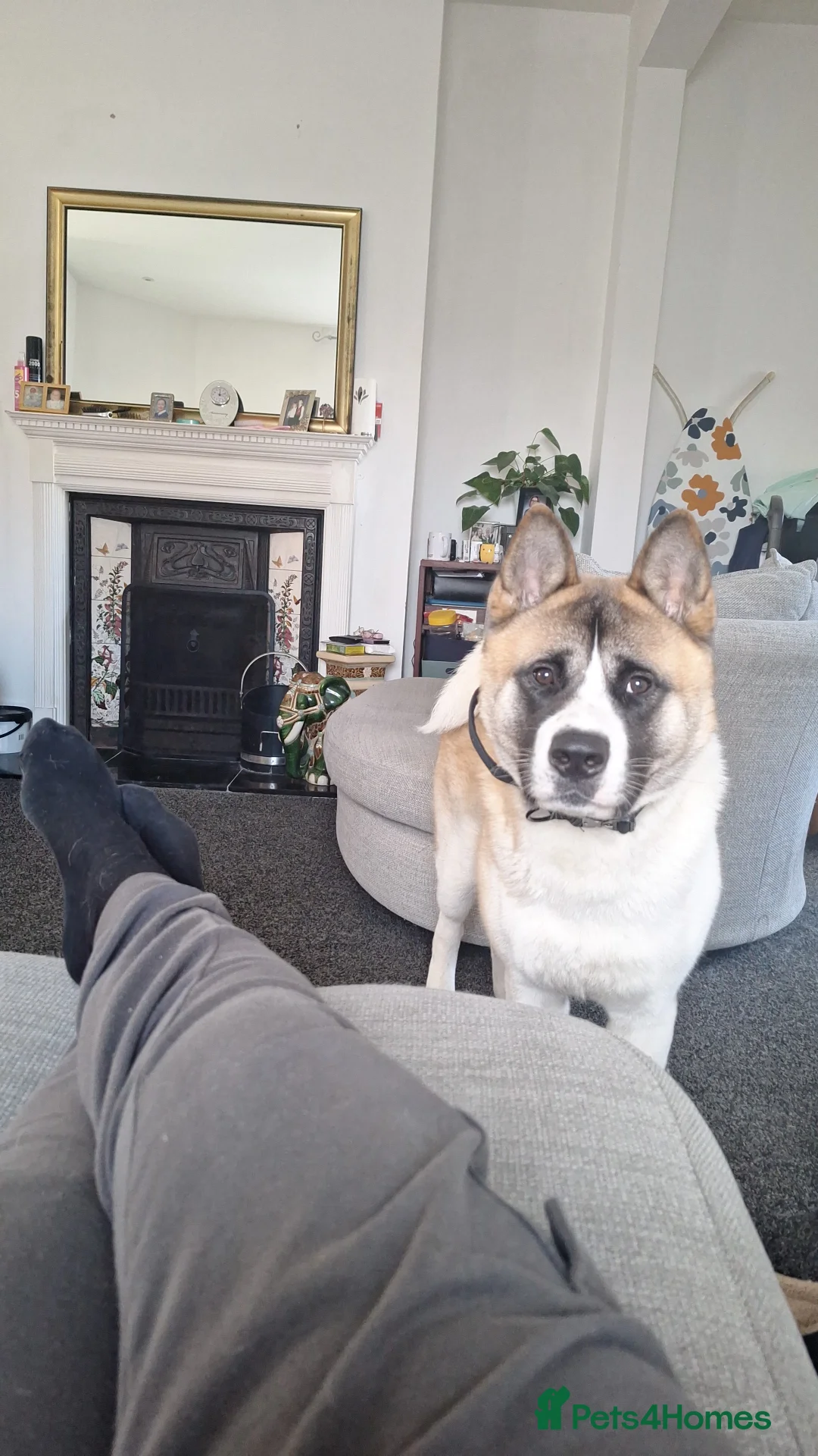 Akita dogs for sale: Bailey in Rochester - Advert 2