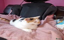 Mixed Breed cats for sale: Kitten - Image 11