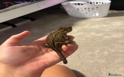 Gecko reptiles for sale: Geckos for sale with tank - Image 11