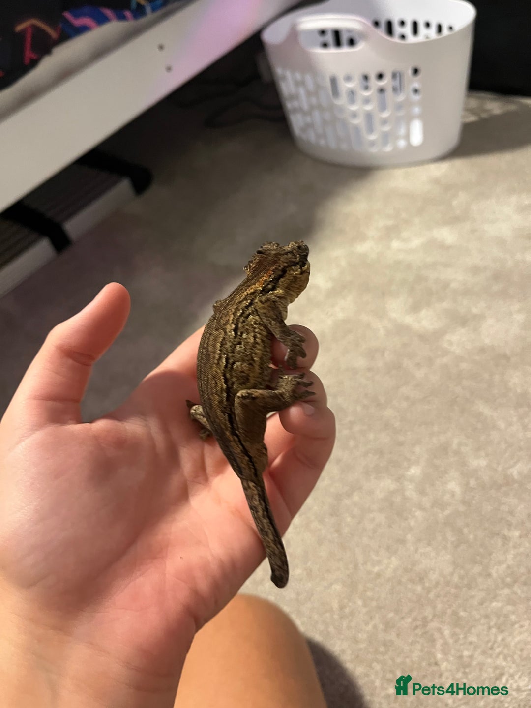 Gecko reptiles for sale: Geckos for sale with tank - Image 11