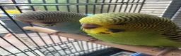 Budgerigars birds for sale: Lovely baby budgies in Dagenham  - Advert 7