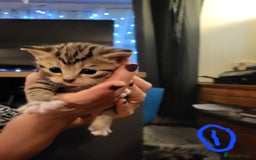 Mixed Breed cats for sale: Beautiful tabby kittens - Image 6