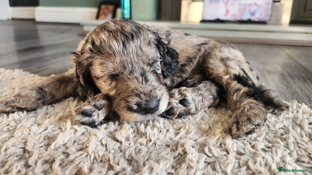 Cockapoo dogs for sale: Cockapoo puppies 2LEFT - Image 14