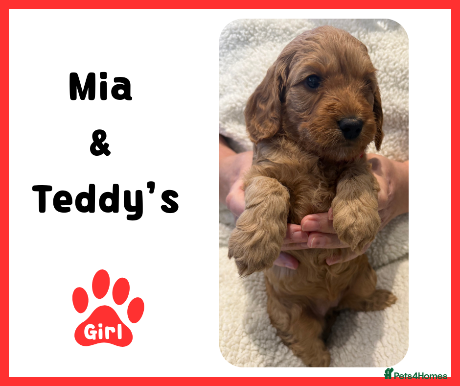 Cockapoo dogs  Cockapoo  Puppies - (Toy-Miniature)  - Advert 2