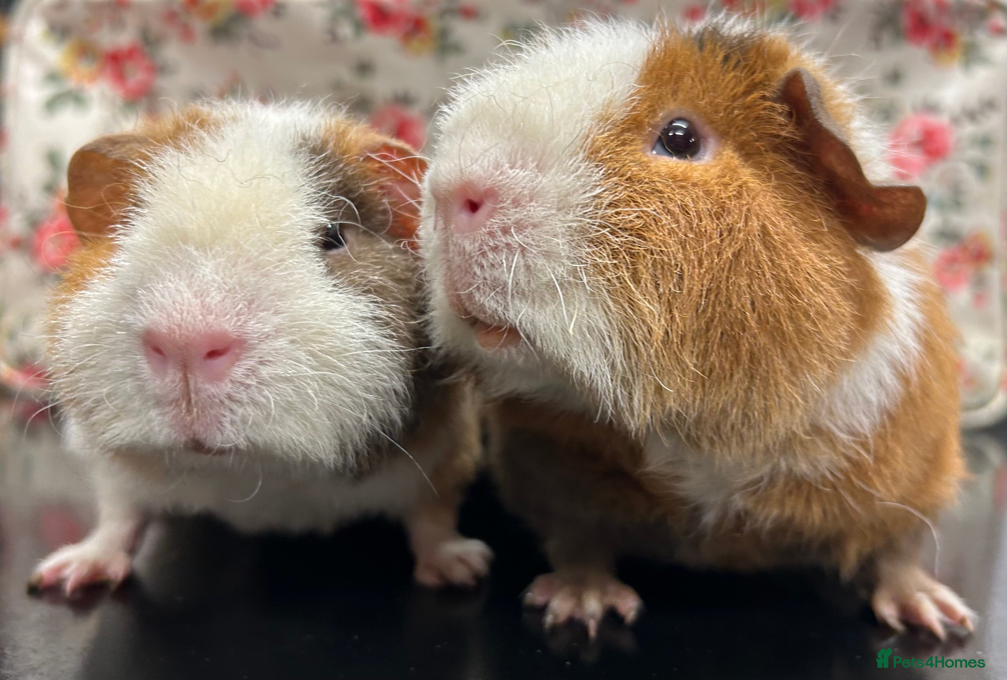 Guinea Pig rodents Gorgeous Pair of Teddy Boars  - Advert 5