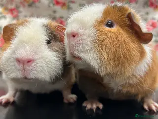 Guinea Pig rodents Gorgeous Pair of Teddy Boars - Advert 5