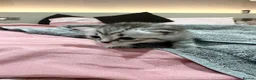 Mixed Breed cats for sale: Beautiful BSH × Siberian Kittens🤍 in Oldham - Advert 8