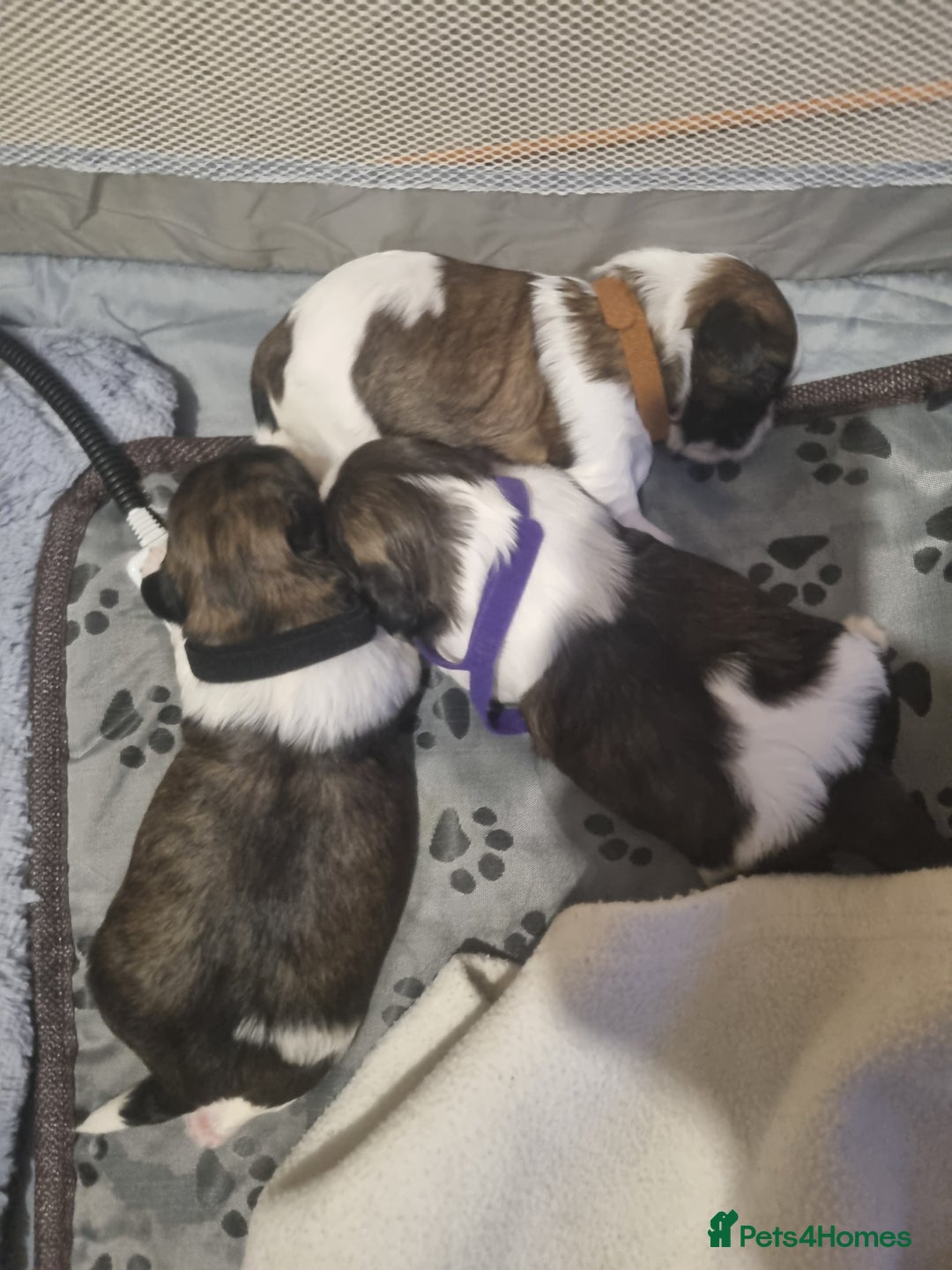 Shih Tzu dogs for sale: Shih tzu pups - Advert 7