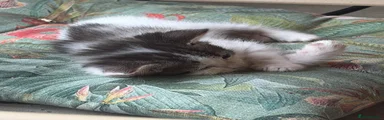 Maine Coon 3