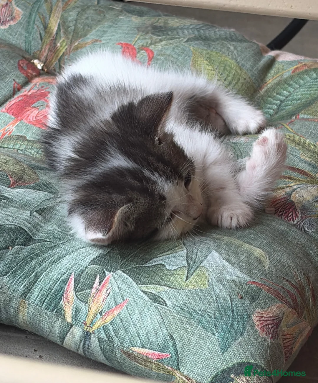 Maine Coon cats for sale: Last gorgeous male Maine Coon X longhair - Advert 11