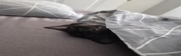 Devon Rex cats for sale: 🐾 Expected Devon Rex Kittens–August 2026 🐾 - Advert 6