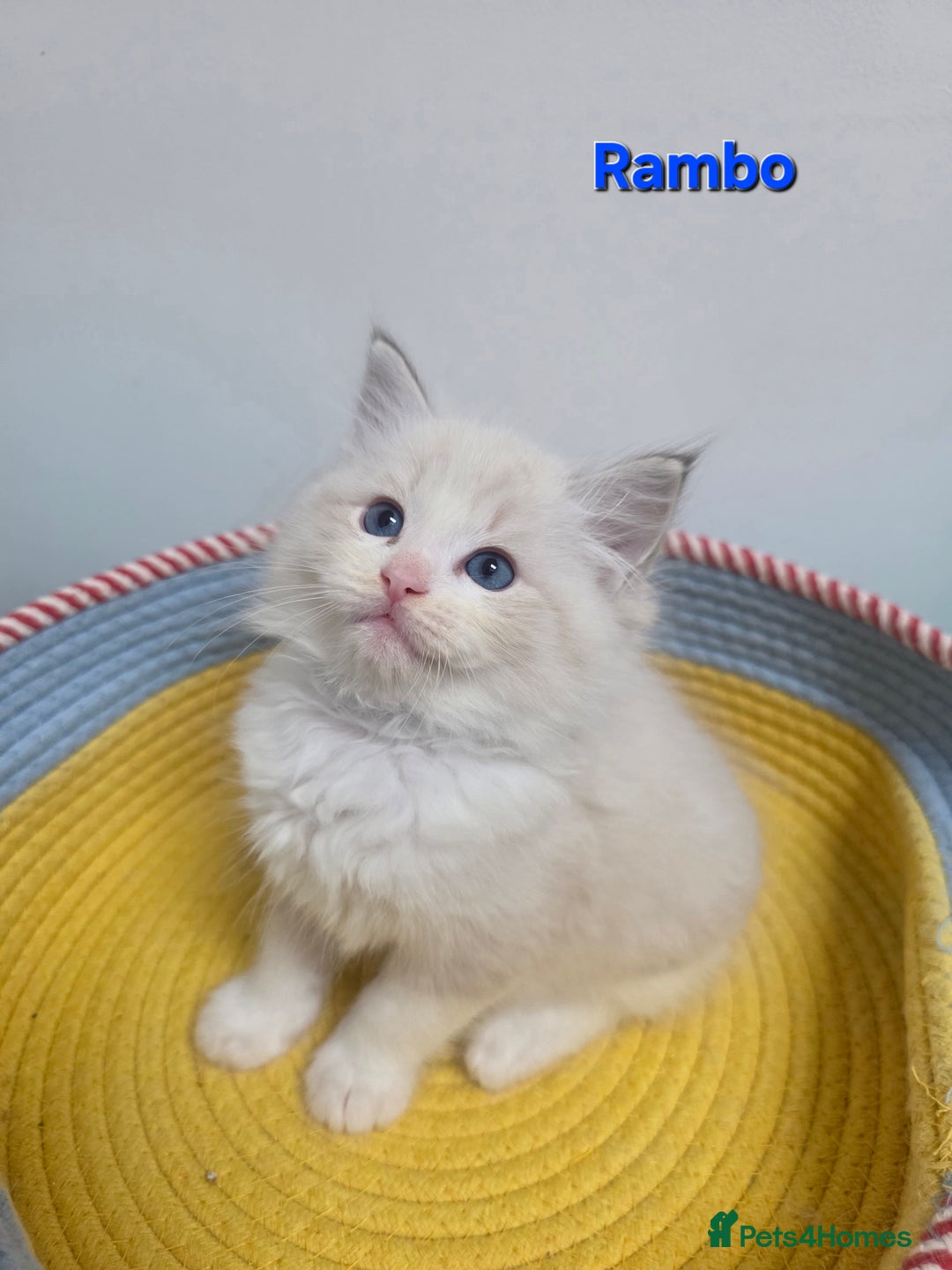 Ragdoll cats for sale: GCCF registered ragdoll kittens  - Advert 25