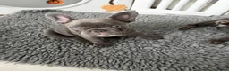 French Bulldog dogs for sale: Solid blue fluffy frenchie pups in London - Advert 4