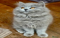 British Shorthair cats for sale: REDUCED - Image 3