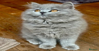 British Shorthair cats - Advert 13