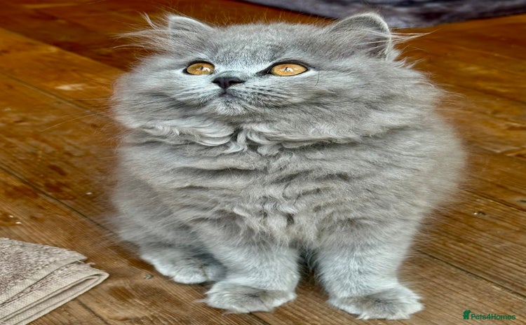 British Shorthair cats - Advert 2