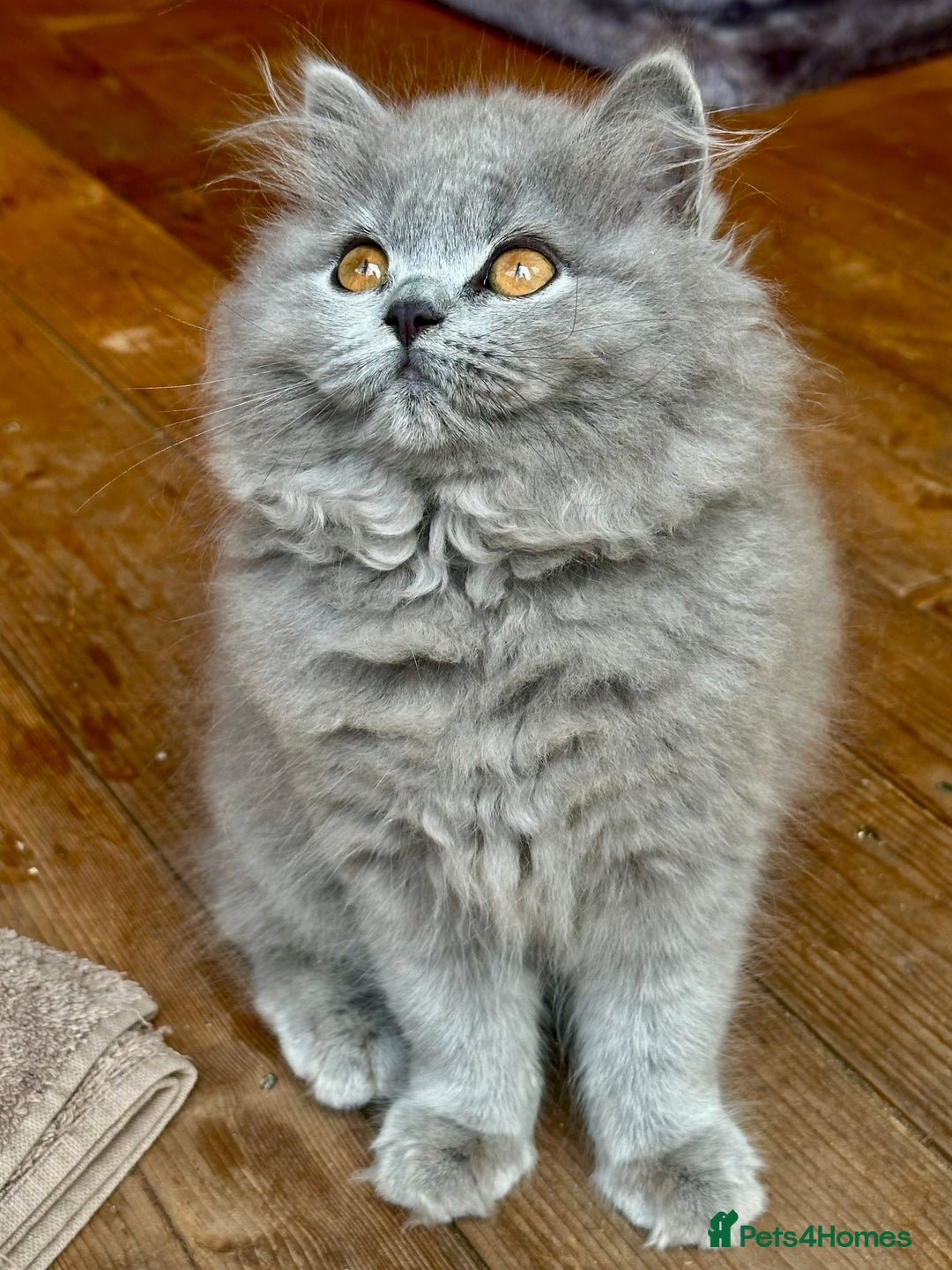 British Shorthair cats for sale: REDUCED - Image 3