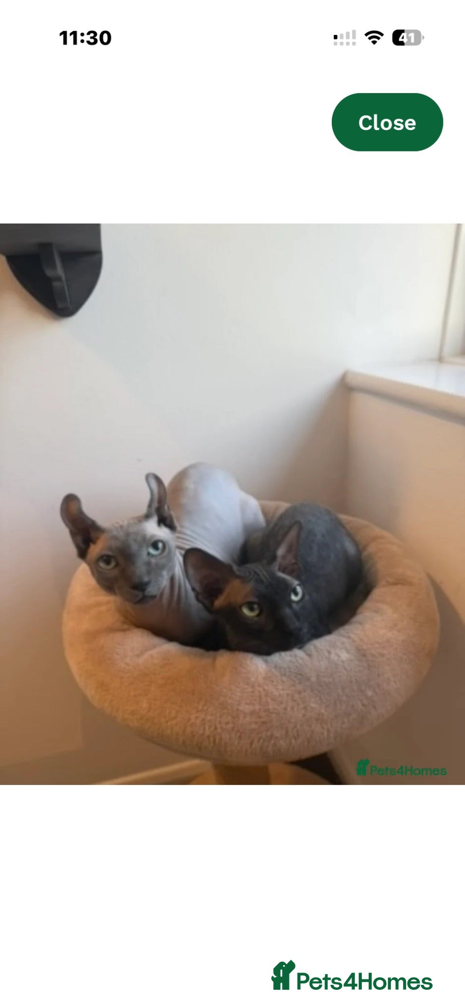 Sphynx cats Stunning sphinx kittens  - Advert 8