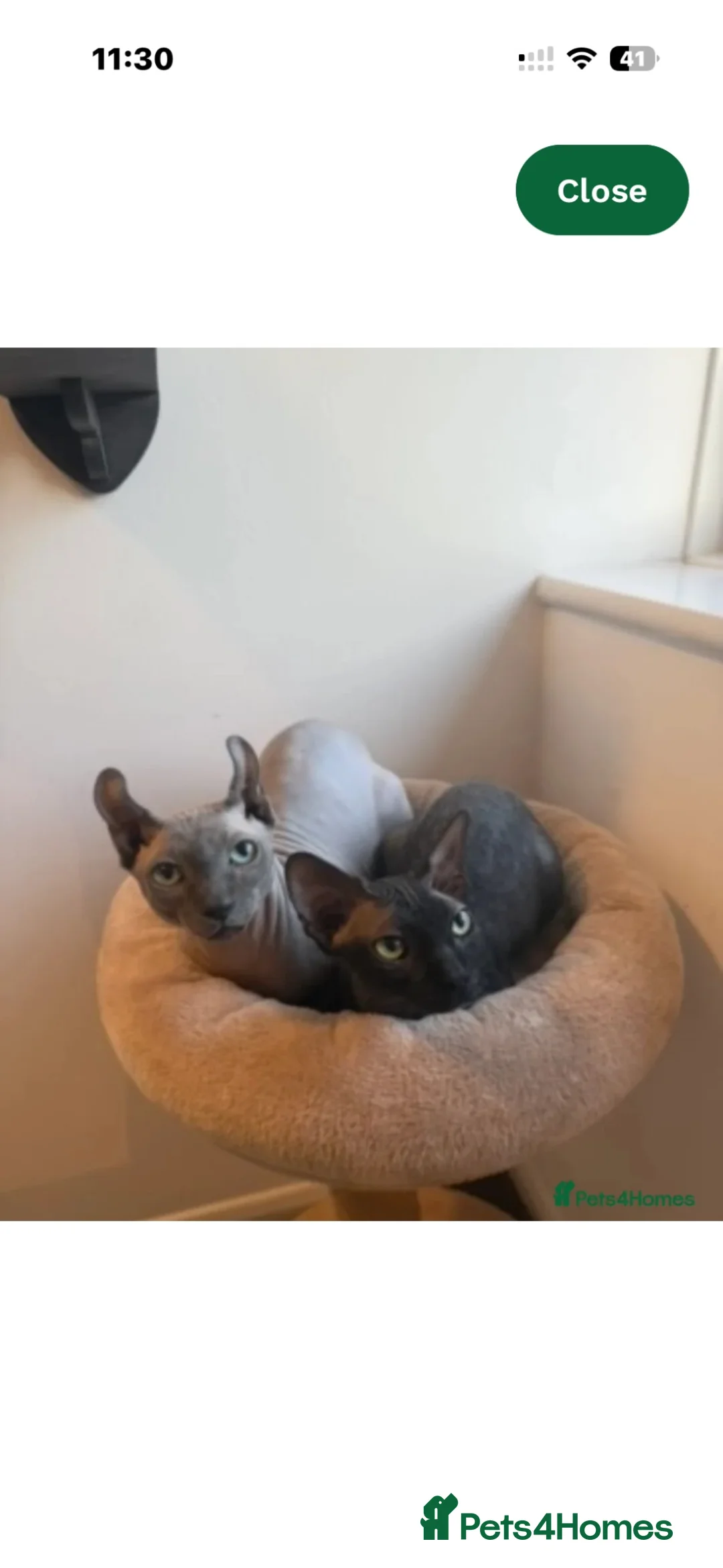 Sphynx cats for sale: Stunning sphinx kittens  - Advert 2