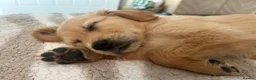 Golden Retriever dogs for sale: 8 week old puppy  - Advert 3