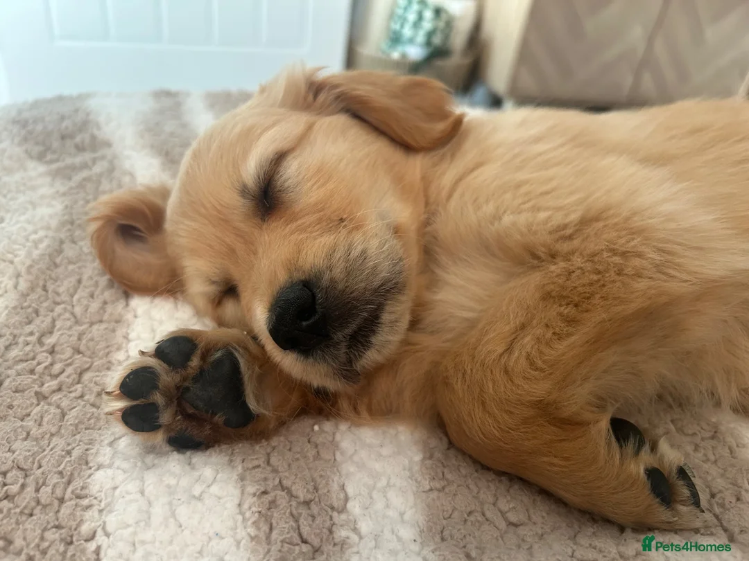 Golden Retriever dogs for sale: 8 week old puppy  - Advert 3