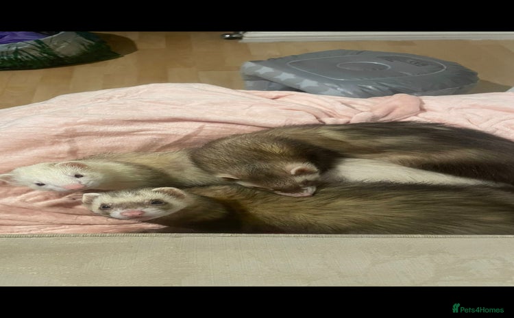 Ferret rodents for sale - Advert 1