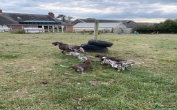 German Shorthaired Pointer dogs for sale: German shorthaired pointer boys and girls  - Image 27