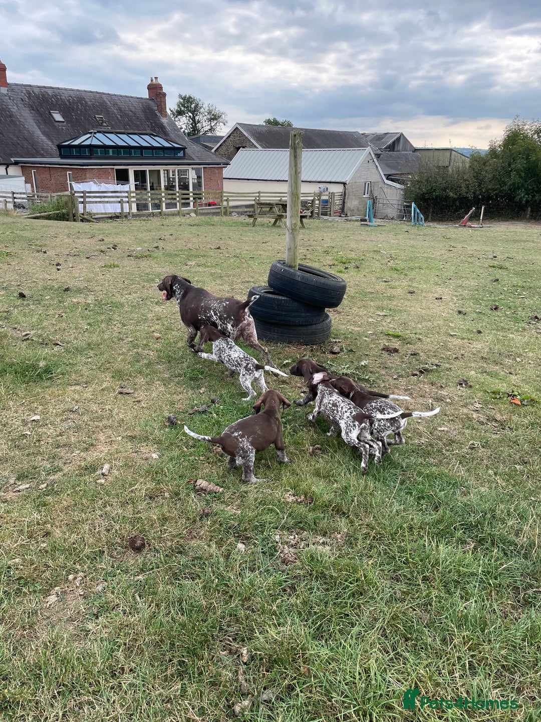 German Shorthaired Pointer dogs for sale: German shorthaired pointer boys and girls  - Image 27