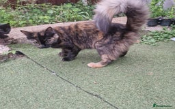 Somali cats for sale: Patient and friendly Somali cat for sale - Image 9