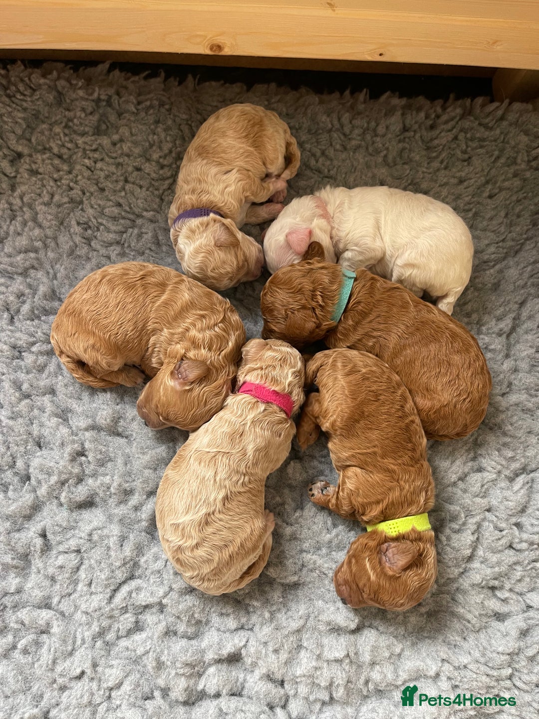Poochon dogs for sale: Beautiful Poochon puppies for sale  - Advert 2