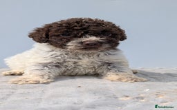 Lagotto Romagnolo dogs for sale: Adorable Lagotto Pups - Image 6