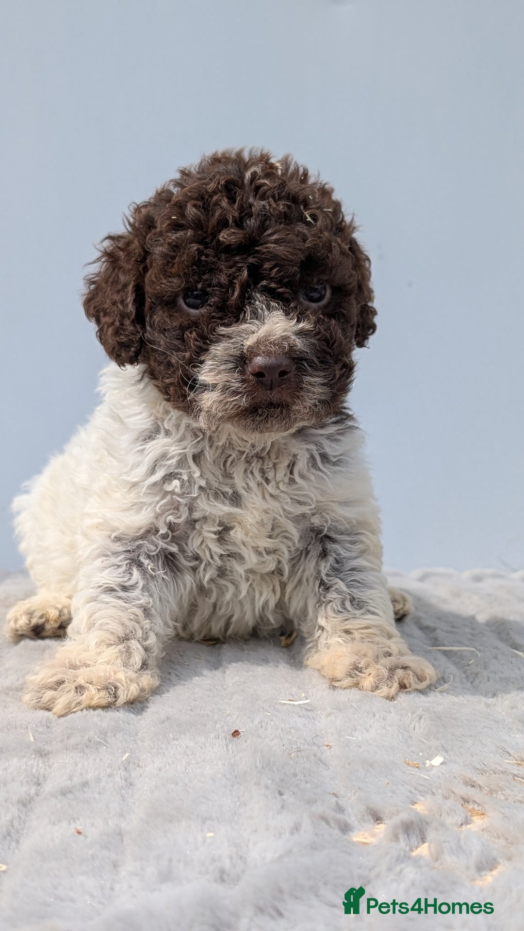 Lagotto Romagnolo dogs for sale: Adorable Lagotto Pups - Image 6