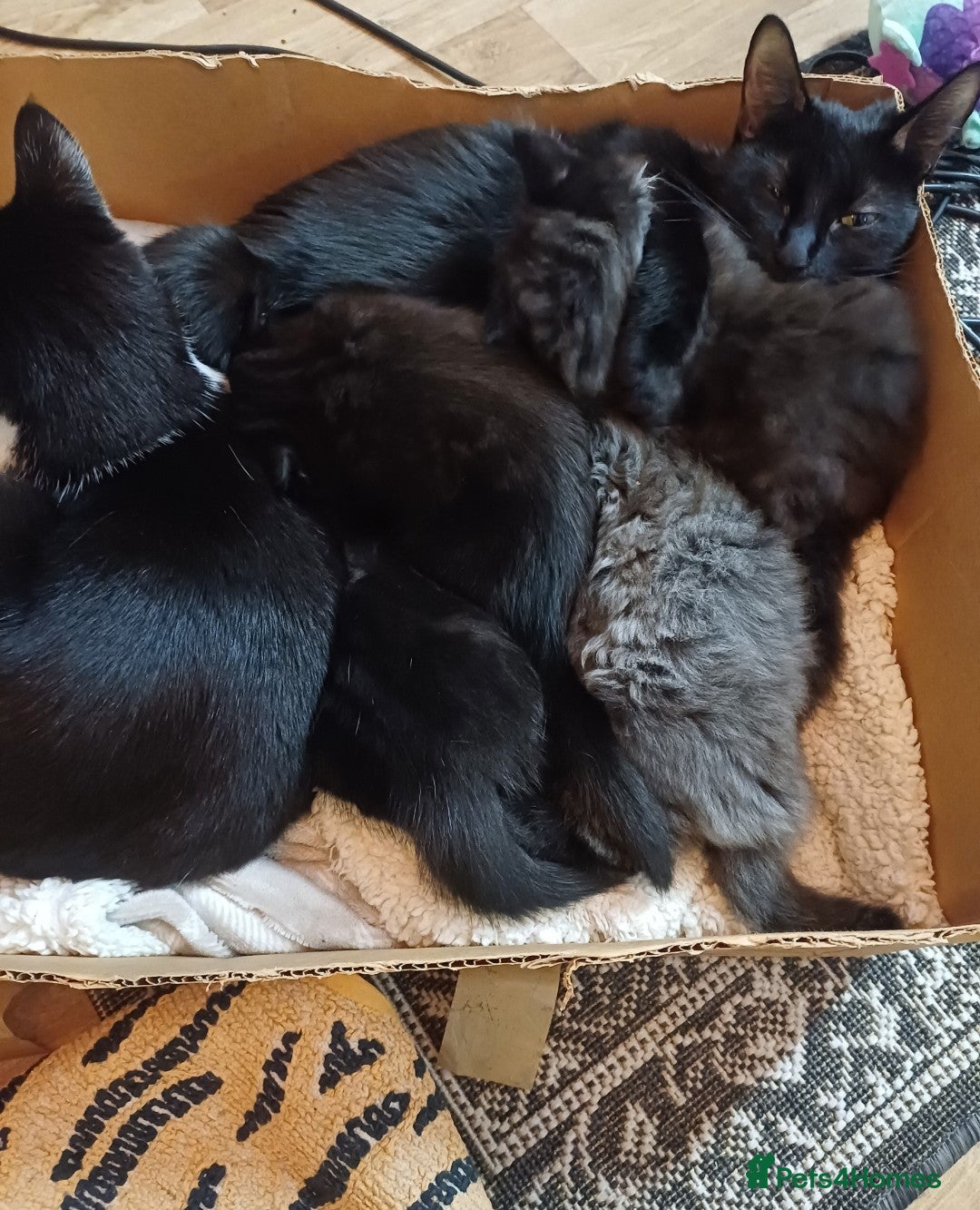 Mixed Breed cats Beautiful kittens - Advert 1