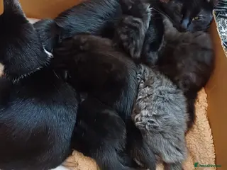 Mixed Breed cats Beautiful kittens - Advert 1