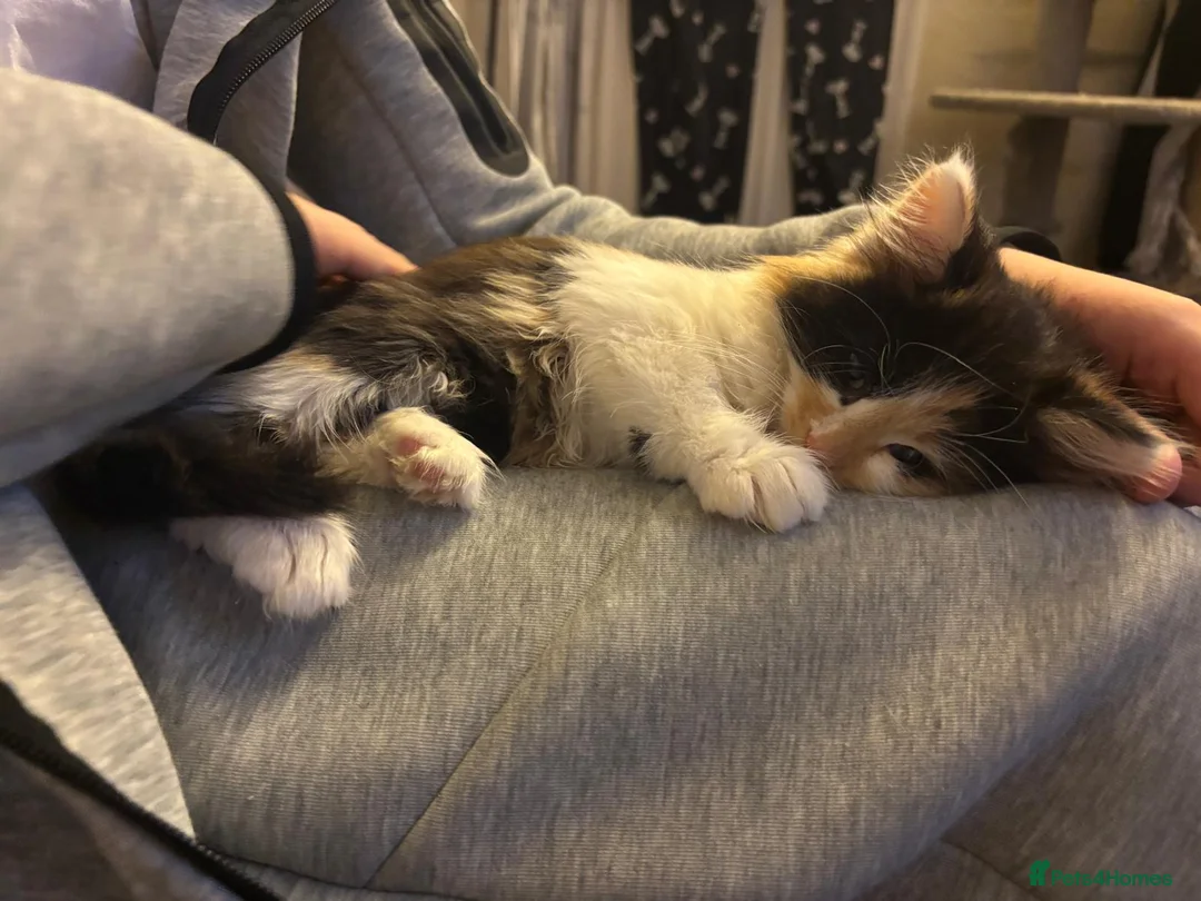 Mixed Breed cats for sale: Beautiful super fluffy mixed breed kittens - Advert 17