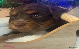 Cocker Spaniel dogs for sale: Beautiful Cocker Spaniel Puppies - Advert 28