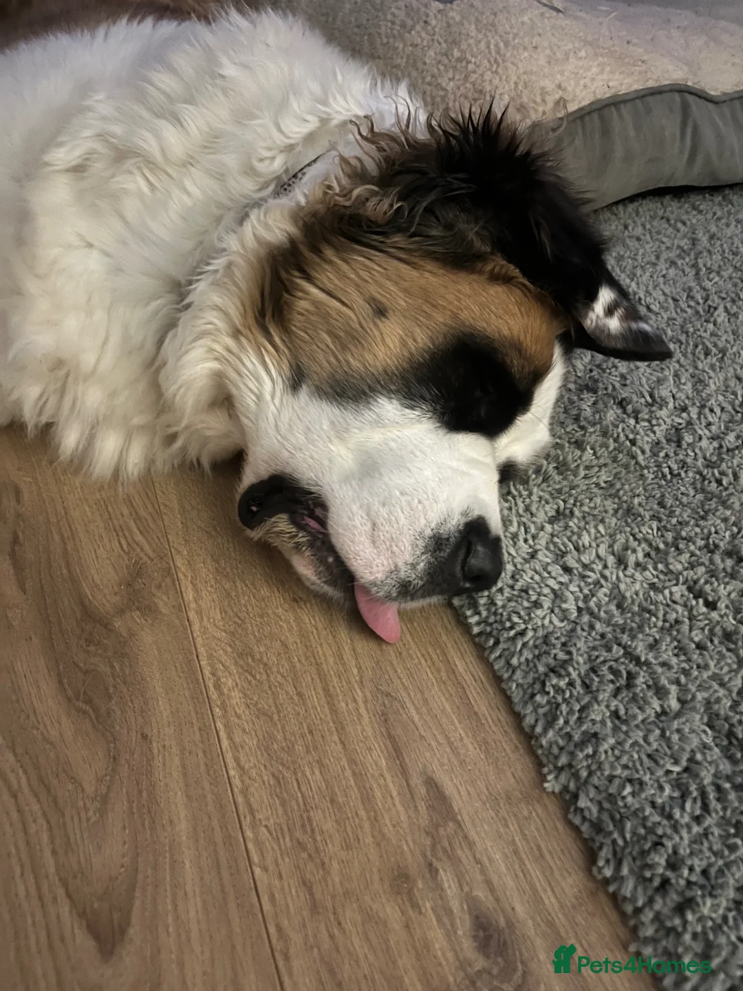 Saint Bernard dogs for sale: Female 2 year old Saint Bernard  - Advert 6