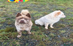 Mixed Breed dogs for sale: Simba rare chocolate Merle chowsky male for sale - Advert 7