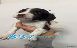 Cocker Spaniel dogs for sale: 9 wonderful cocker spaniel pups - Image 5