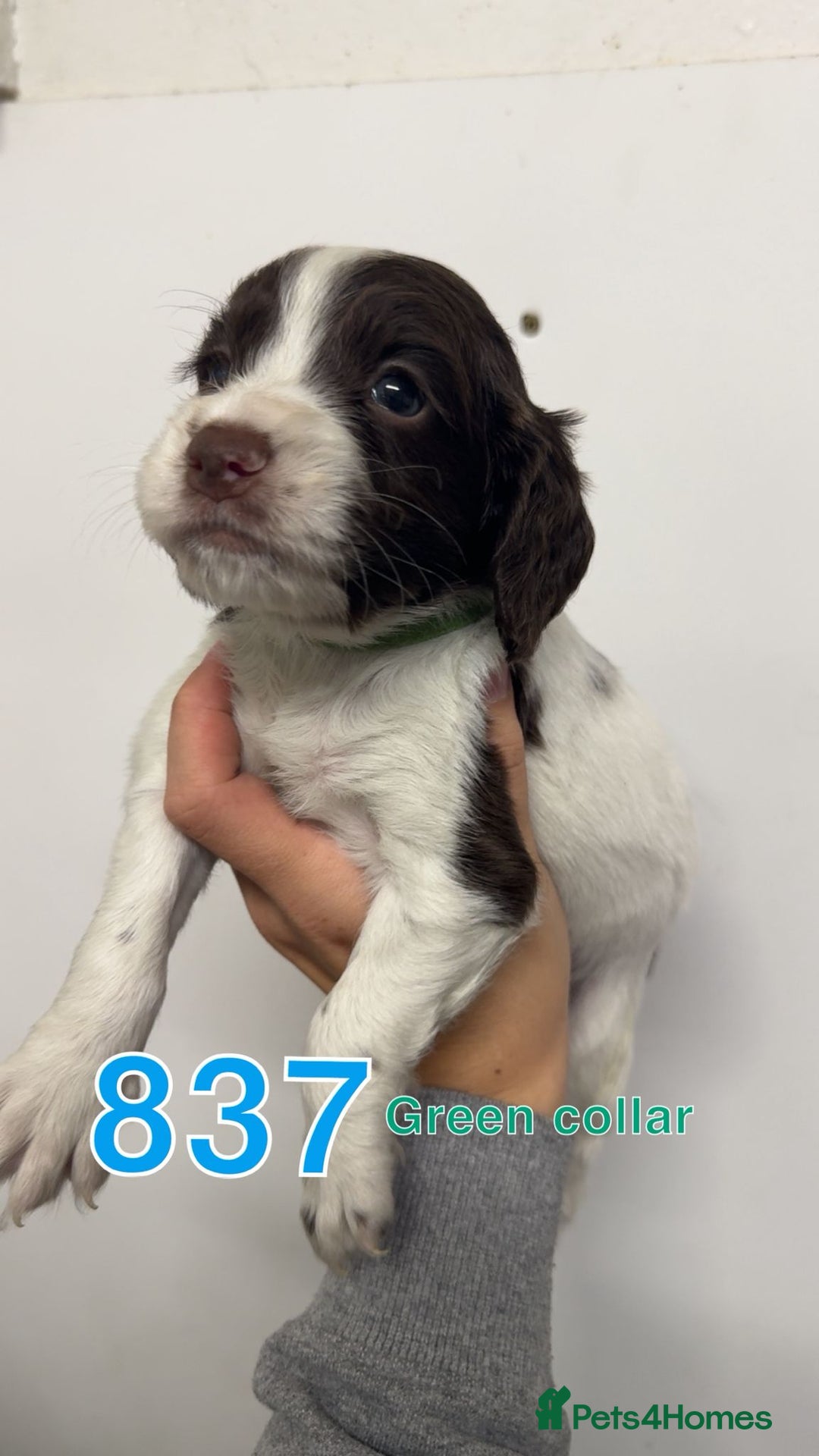 Cocker Spaniel dogs for sale: 9 wonderful cocker spaniel pups - Image 5