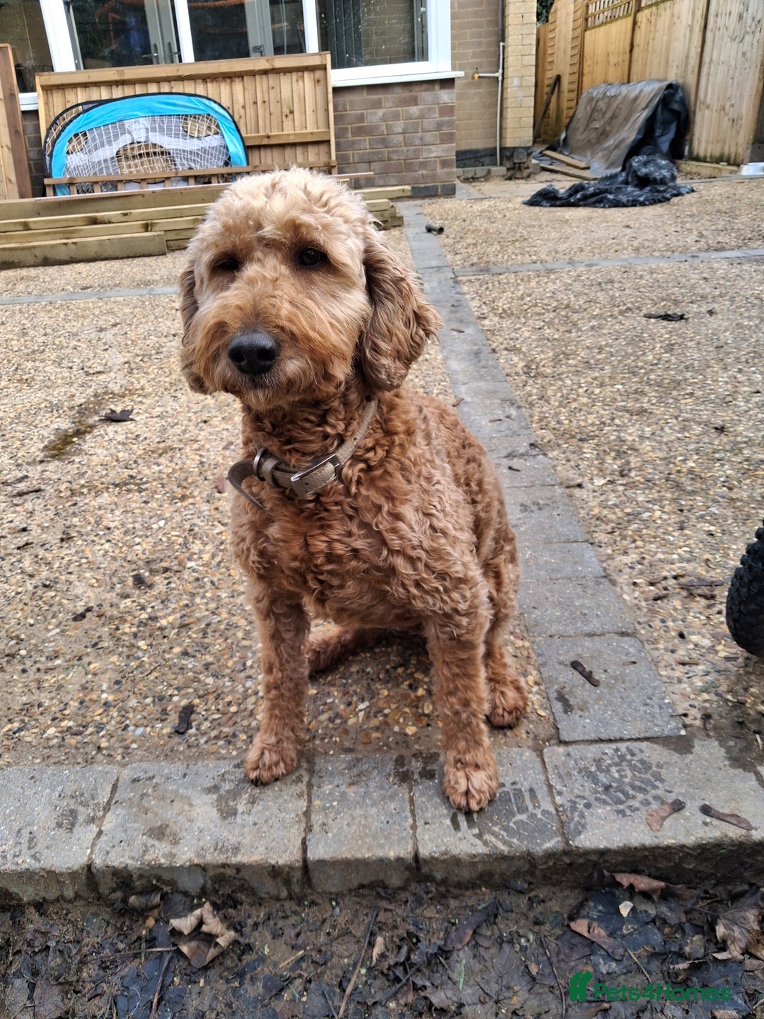 Labradoodle dogs for sale: Multi-generational miniature labradoodle - Advert 1