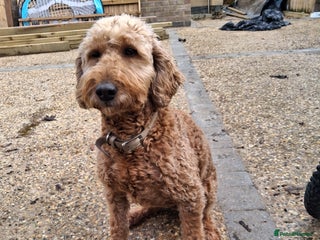 Labradoodle dogs Multi-generational miniature labradoodle - Advert 1