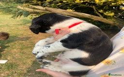 English Springer Spaniel dogs for sale: English Springer Spaniel Puppies - Image 21