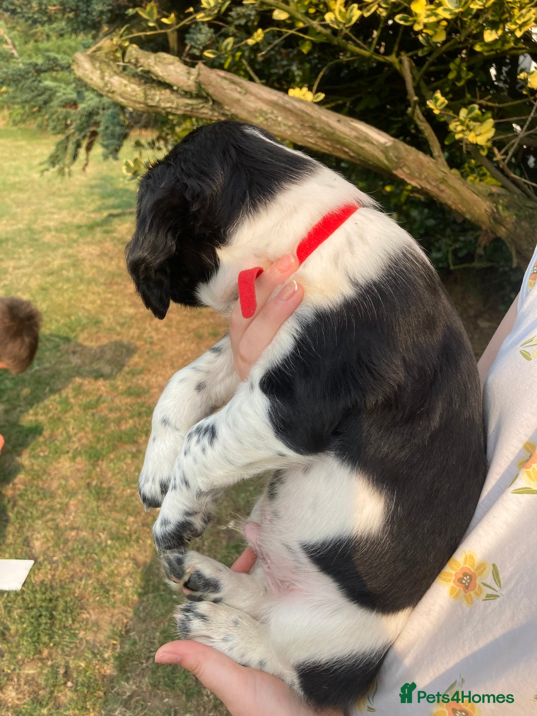 English Springer Spaniel dogs for sale: English Springer Spaniel Puppies - Image 21