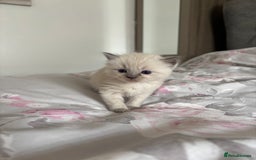 Ragdoll cats for sale: Purebred bluepoint ragdolls - Image 16