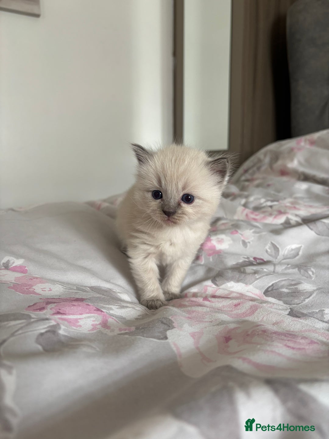 Ragdoll cats for sale: Purebred bluepoint ragdolls - Image 16