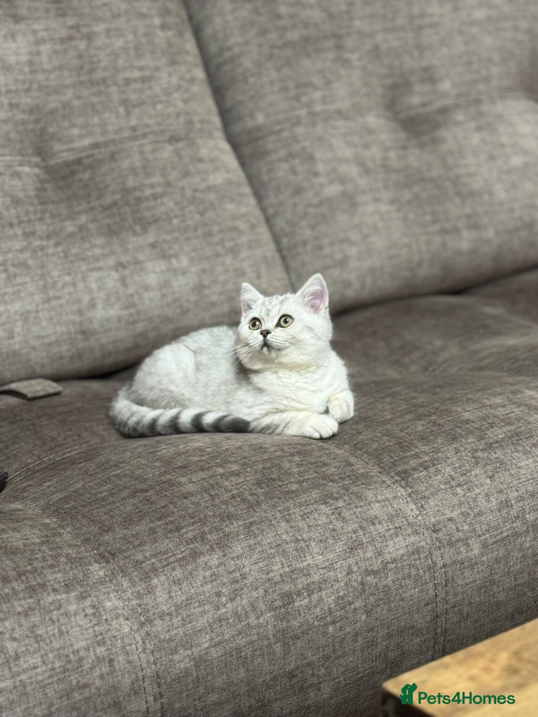 British Shorthair cats for sale: 2 TICA registered BSH kittens  - Advert 33