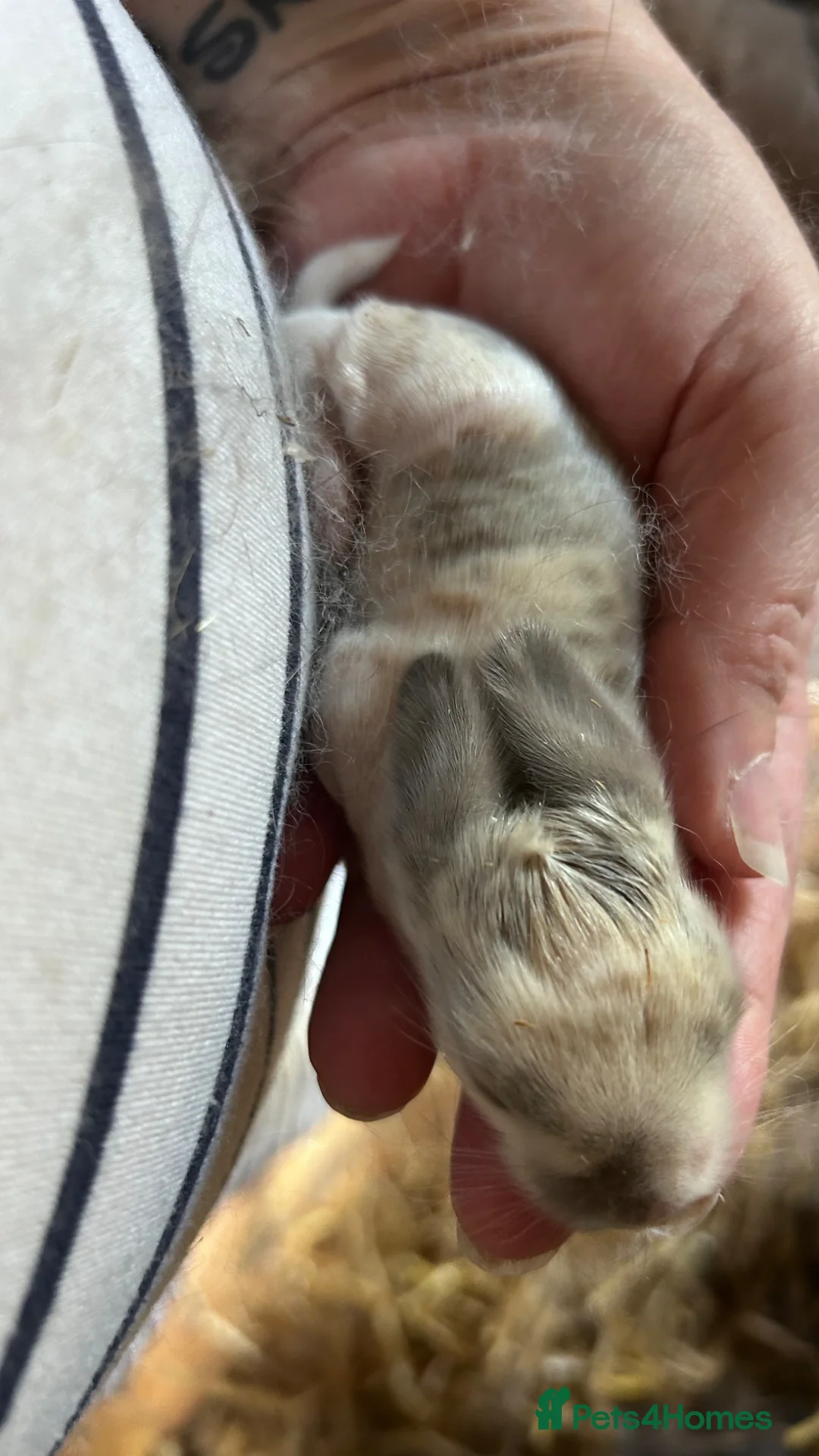 Mixed Breed rabbits for sale: Mixed lionhead/ mini loop rabbits  in Maldon - Advert 9