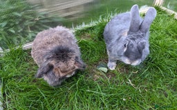 Guinea Pig rodents for sale: Guinea pigs and rabbits  - Image 4